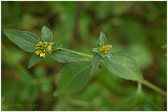 Sclerocarpus africanus